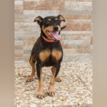 Pinscher Mary, 10/2019, ca. 30 cm