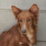 Podenco Xarnego Millie, 07/2023, ca. 40 cm,53773 Hennef