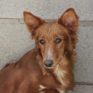 Podenco Xarnego Millie, 07/2023, ca. 40 cm,53773 Hennef