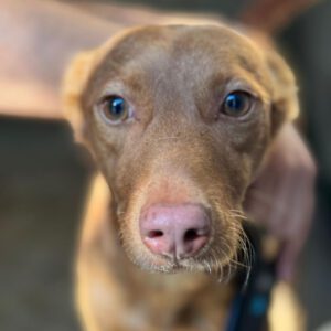 Podenco Moritz, 10/2022, ca. 45 cm