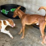 Podenco Moritz, 10/2022, ca. 45 cm