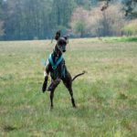 Galgo Nero/Dulcito, 03/2019, ca. 70 cm, 24969 Großenwiehe