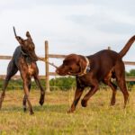 Galgo Nero/Dulcito, 03/2019, ca. 70 cm, 24969 Großenwiehe