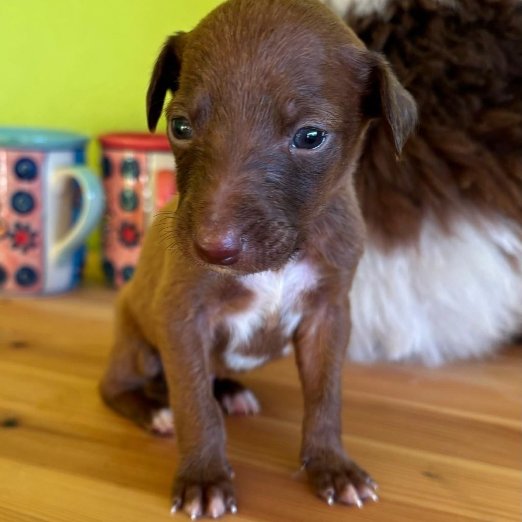 Podenco Olsen,10/2024, Endgröße ca. 50- 55 cm, 56370 Schönborn