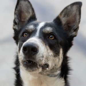 Border Collie Mischling Orca, 08/2021, ca. 55 cm