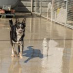 Border Collie Mischling Orca, 08/2021, ca. 55 cm