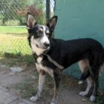 Border Collie Mischling Orca, 08/2021, ca. 55 cm