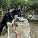 Border Collie Mischling Orca, 08/2021, ca. 55 cm