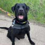 Labrador Mischling Pastor,08/2020, ca. 67 cm