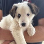 Mastin Mischling Pistachio, 09/2024, Endgröße ca. 55- 60 cm