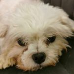 Malteser Poppy de Cantibresa, 11/2018, ca. 25 cm, 69257 Wiesenbach