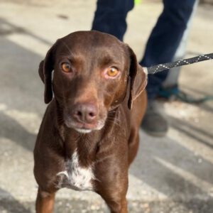 Podenco Pointer Mischling Rebecca, 11/2023, ca. 45 cm