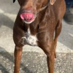 Podenco Pointer Mischling Rebecca, 11/2023, ca. 45 cm