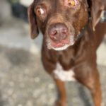 Podenco Pointer Mischling Rebecca, 11/2023, ca. 45 cm