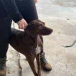 Podenco Pointer Mischling Rebecca, 11/2023, ca. 45 cm