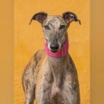 Galgo Rosanna, 10/2023, ca. 63 cm