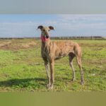 Galgo Rosanna, 10/2023, ca. 63 cm