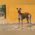 Galgo Rosanna, 10/2023, ca. 63 cm