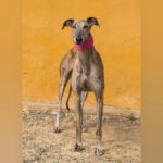 Galgo Rosanna, 10/2023, ca. 63 cm