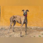 Galgo Rosanna, 10/2023, ca. 63 cm