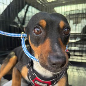 Pinscher Mischling Sally, 12/2022, ca. 35 cm