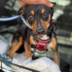 Pinscher Mischling Sally, 12/2022, ca. 35 cm