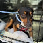 Pinscher Mischling Sally, 12/2022, ca. 35 cm