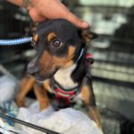 Pinscher Mischling Sally, 12/2022, ca. 35 cm