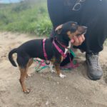 Pinscher Mischling Sally, 12/2022, ca. 35 cm