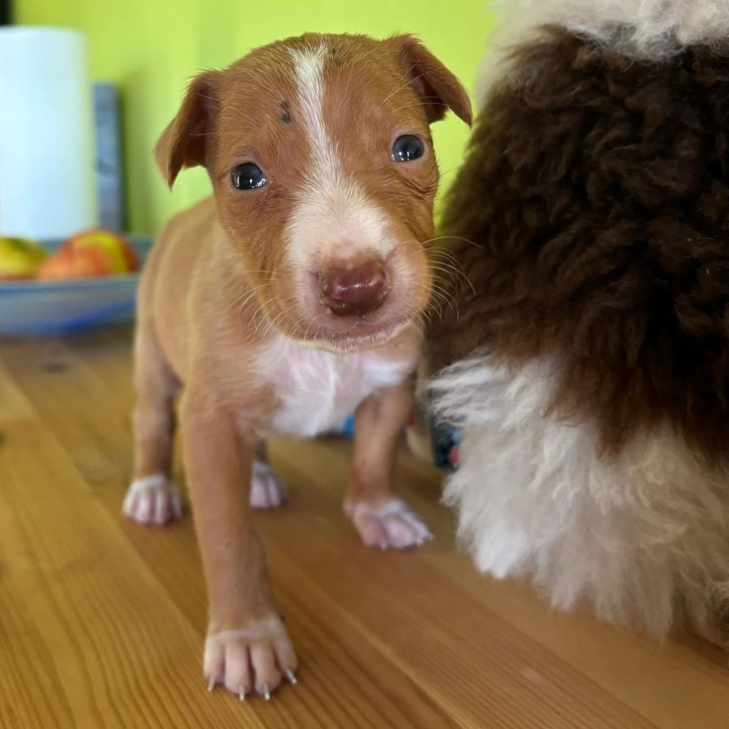 Podenco Santi,10/2024, Endgröße ca. 50- 55 cm, 56370 Schönborn