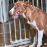 Podenco Saskia, 10/2023, ca. 45 cm