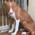 Podenco Saskia, 10/2023, ca. 45 cm