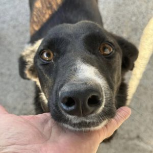 Border Collie Mischling Savannah, 08/2023, ca. 50 cm