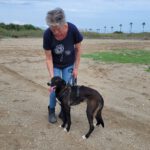 Border Collie Mischling Savannah, 08/2023, ca. 50 cm