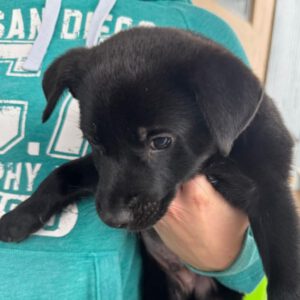 Labrador Mischling Shadow, 08/2024, Endgröße ca. 50 cm