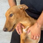 Podenco Siggy,10/2023, ca. 45 cm