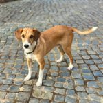 Mischling Streem, 12/2017, ca. 50 cm, 21224 Rosengarten