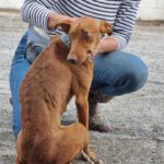 Podenco Susie, 08/2023, ca. 45 cm