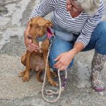 Podenco Susie, 08/2023, ca. 45 cm