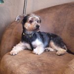 Yorkshire Terrier Tano, 12/2020, ca. 25 cm, 23570 Lübeck