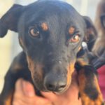 Dackel- Jagdterrier Mischling Theo, 11/2023, ca. 30- 40 cm