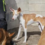 Podenco Tinto, 09/2023, ca. 45 cm