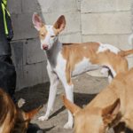 Podenco Tinto, 09/2023, ca. 45 cm