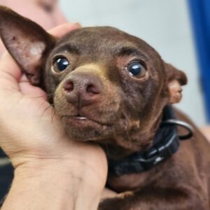 Pinscher Chihuahua Mischling Vainilla, 01/2021, ca. 25 cm