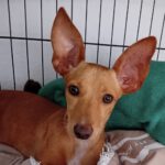 Podenco Maneto Valentina, 05/2024, Endgröße ca. 40 cm,06217 Merseburg