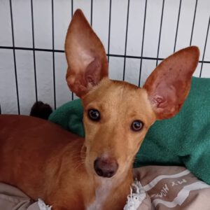 Podenco Maneto Valentina, 05/2024, Endgröße ca. 40 cm,06217 Merseburg