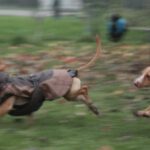 Podenco Maneto Valentina, 05/2024, Endgröße ca. 40 cm,06217 Merseburg