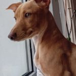 Podenco Maneto Valentina, 05/2024, Endgröße ca. 40 cm,06217 Merseburg