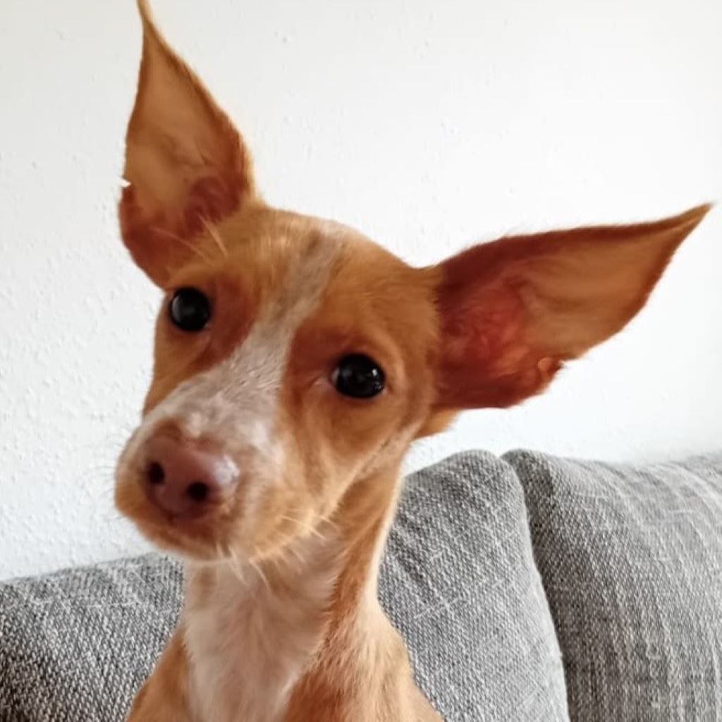 Podenco Maneto Veronica, 06/2024, Endgröße ca. 40 cm, 06217 Merseburg