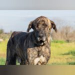 Mastin Wisin, 11/2023, ca. 80 cm